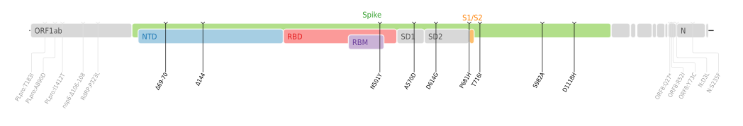 SARS-CoV-2 Alpha variant