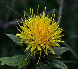 Safflower.jpg