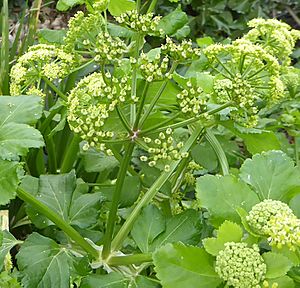 Smyrnium olusatrum compound umbels