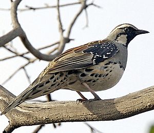 Spotted Quail-thrush (Cinclosoma punctatum).jpg