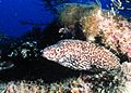 Spotted moray.jpg