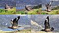 Stercorarius skua collage, Runde, Norway 06-06