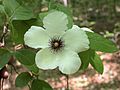 Stewartia malacodendron 1130