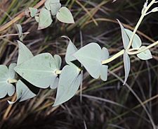 Veronica perfoliata foliage