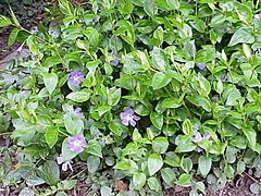 Vinca major1.jpg