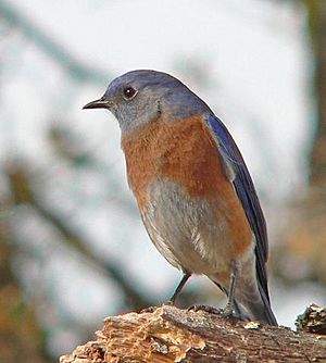 Westernbluebird