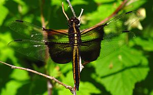 Widow Skimmer, female.jpg