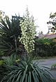 Yucca gloriosa 10