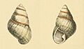 Zoological Illustrations Achatinella livida.jpg