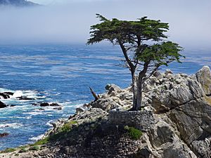 17 mile drive cypress