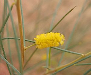 Acacia tenuissima flower