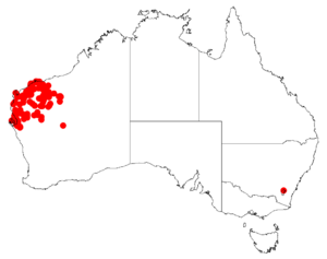 Acacia xiphophyllaDistMap970.png