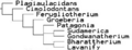 Allotheria Cladogram Per Chimento 2015