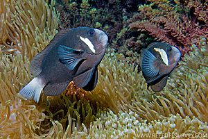 Amphiprion mccullochi pareja.jpg