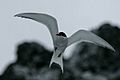 Antarctic tern in flight