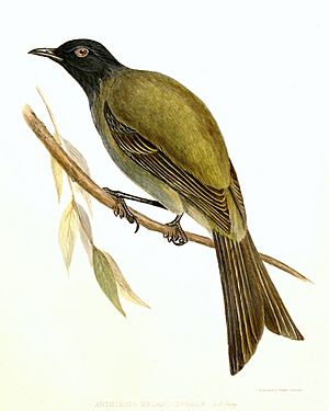 Anthornis.melanocephalus.jpg