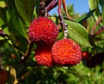 Arbutus unedo, Livorno.JPG