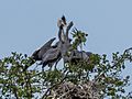 Ardea cinerea EM1B2923 (35309122776)