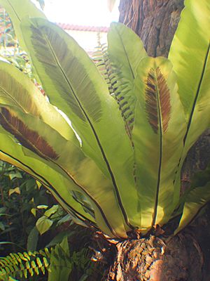 Asplenium nidus Malaysia