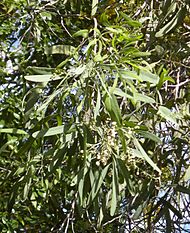 Atalaya hemiglauca flowers and foliage