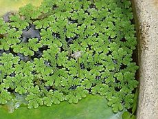 Azolla caroliniana0