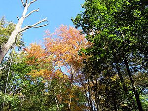 Bartlett Arboretum