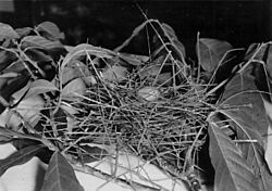 Bearded Bellbird egg