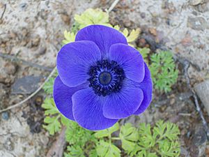 Blue Anemone coronaria