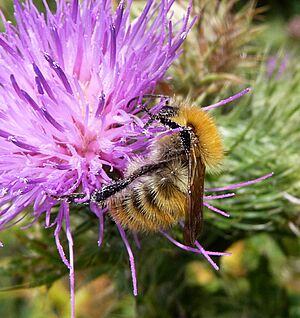 Bombus muscorum thistle