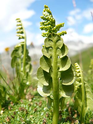 Botrychium lunaria (Vanoise).JPG