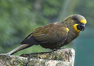 Brown Lory (Chalcopsitta duivenbodei)-7.jpg