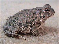 Bufo speciosus.jpg