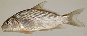 Carpiodes cyprinus (S0313) (12599878075)