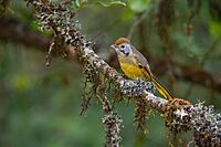 Chestnut-tailed-Minla