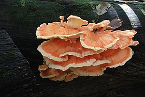 Chicken of the Woods Laetiporus sulphureus