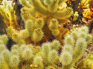 Cholla garden