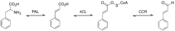 Cinnamaldehyde biosynthesis pathway