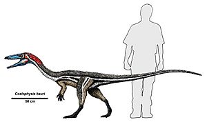 Coelophysis size