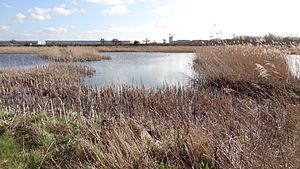 Crossness Nature Reserve 7