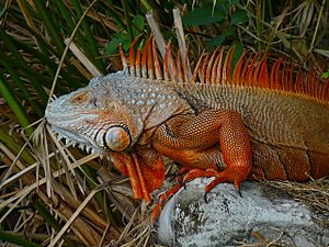 Cuban Iguana 010