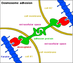 Desmosome - 2