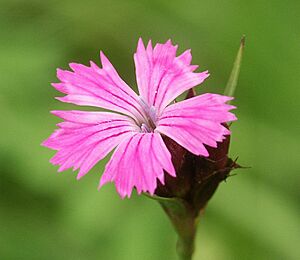 Dianthus carthusianorum 210505a