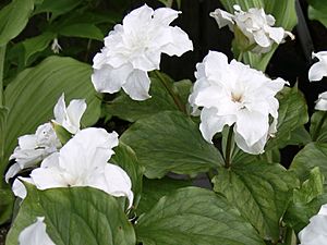 Double Trillium grandiflorum