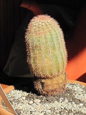 Echinocereus pectinatus 3.JPG