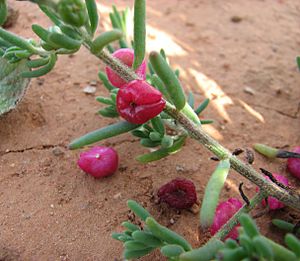 Enchylaena tomentosa.jpg