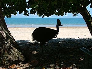 Etty Bay Cassowary 3