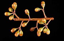 Eucalyptus aequioperta buds