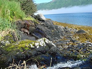 Fox on Raspberry Island beach