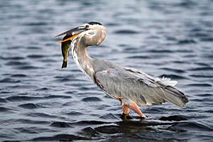 GBH with fish2