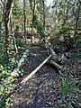 GT Winching strop around base of lodged Birch trunk